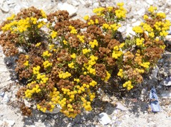 Oncosiphon sabulosus