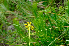 Euryops laxus