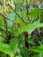 Nepenthes distillatoria