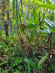 Nepenthes distillatoria