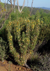 Banksia pallida