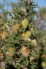 Banksia pallida