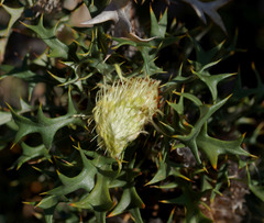Banksia pallida