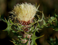 Banksia pallida
