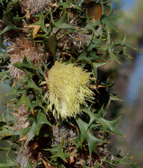 Banksia pallida