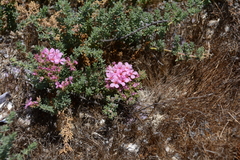 Limonium capense
