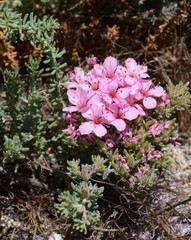 Limonium capense
