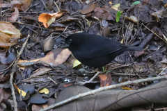 Melanospiza richardsoni