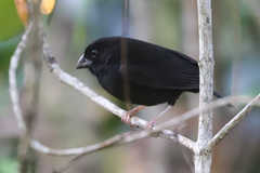 Melanospiza richardsoni