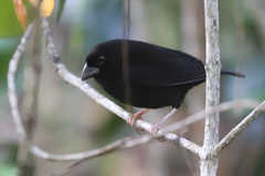 Melanospiza richardsoni