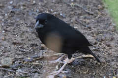 Melanospiza richardsoni