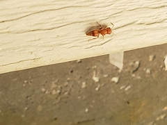 Pseudomethoca frigida