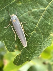 Sozusa scutellata