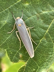Sozusa scutellata