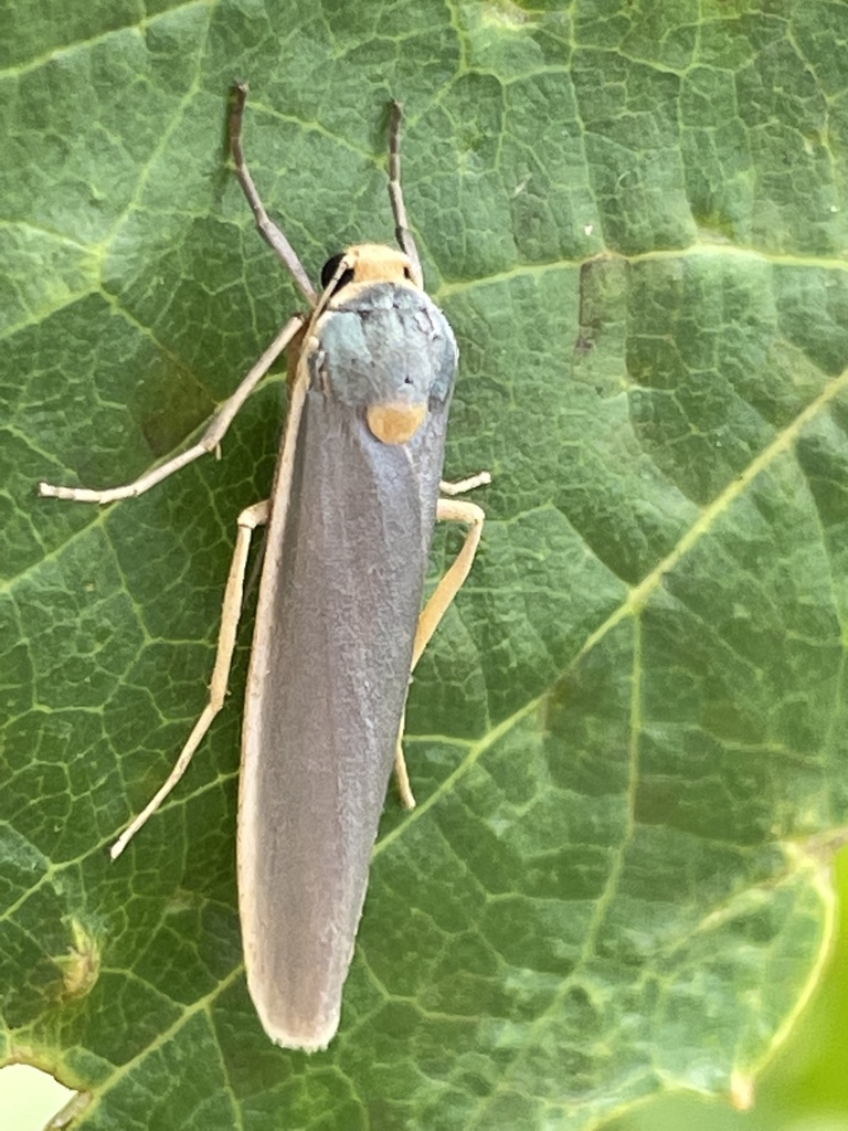 Plated Footman