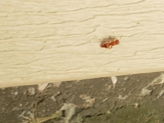 Pseudomethoca frigida