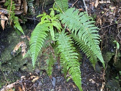 Dryopteris cycadina