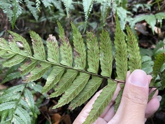 Diplazium wichurae