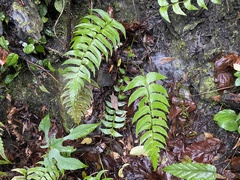 Polystichum lepidocaulon