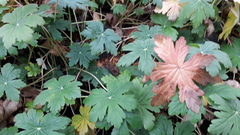 Geranium × cantabrigiense