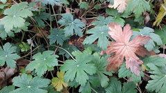 Geranium × cantabrigiense