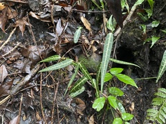 Gardneria multiflora