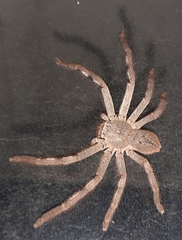 Sparassidae