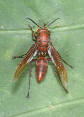 Polistes strigosus