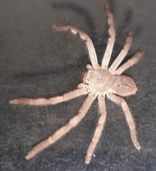 Sparassidae