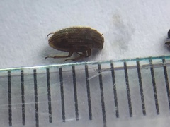 Coleoptera