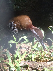 Gallirallus owstoni
