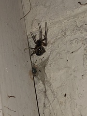 Steatoda nobilis
