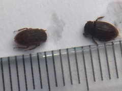 Coleoptera
