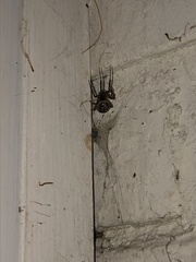 Steatoda nobilis