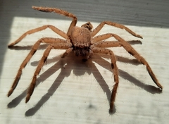 Sparassidae