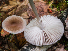 Mycena abramsii
