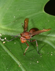 Polistes strigosus