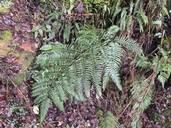 Pteris terminalis
