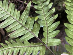 Pteris terminalis