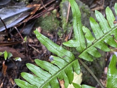 Pteris terminalis