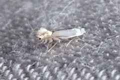 Phyllonorycter clemensella