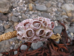 Notomegabalanus decorus