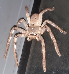 Sparassidae