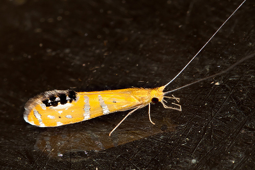 White Miller Caddisflies