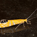White Miller Caddisflies - Photo (c) David Reed, some rights reserved (CC BY-NC-SA)