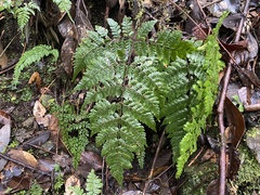 Dryopteris hendersonii