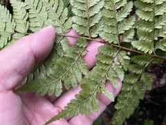 Dryopteris hendersonii