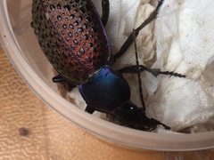 Carabus formosus