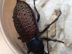 Carabus formosus