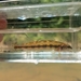 Piedmont Darter - Photo (c) nv_multispeciesfishing, some rights reserved (CC BY-NC), uploaded by nv_multispeciesfishing